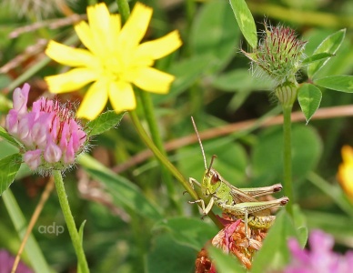 Meadow Grasshopper male, Chorthippus parallelus, Alan Prowse
